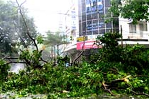 7 người chết, nhiều người bị thương do nước cuốn, cây đổ 