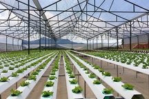 FDI vào nông nghiệp Việt Nam còn hạn chế