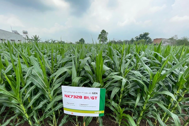 Ngô sinh khối - cơ hội cho thức ăn gia súc nội địa