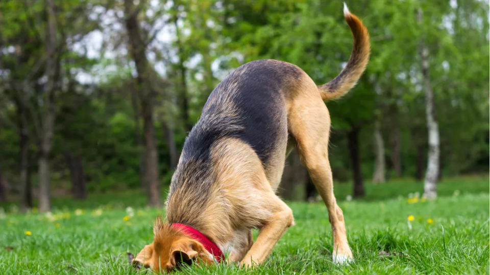 Tại sao chó lại thích chôn xương? - 1