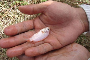 Phát hiện 5 túi ni lông đựng cá "lạ"