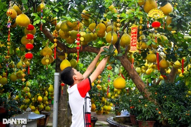 Hàng trăm cây bưởi Diễn vượt gần 2.000 km về TPHCM bày bán dịp Tết