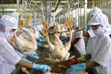 Chính phủ hỗ trợ cơ sở giết mổ, chế biến gia cầm