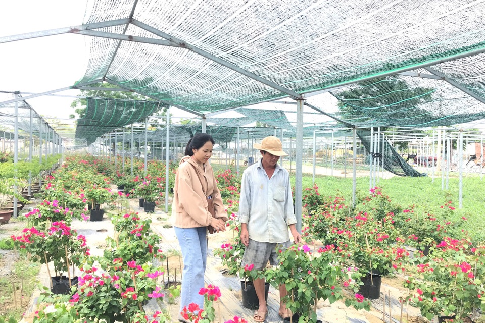 Bỏ phụ hồ về trồng hoa giấy, lão nông thu 500 triệu đồng mỗi năm - 2 Bỏ phụ hồ về trồng hoa giấy, lão nông thu 500 triệu đồng mỗi năm - 2