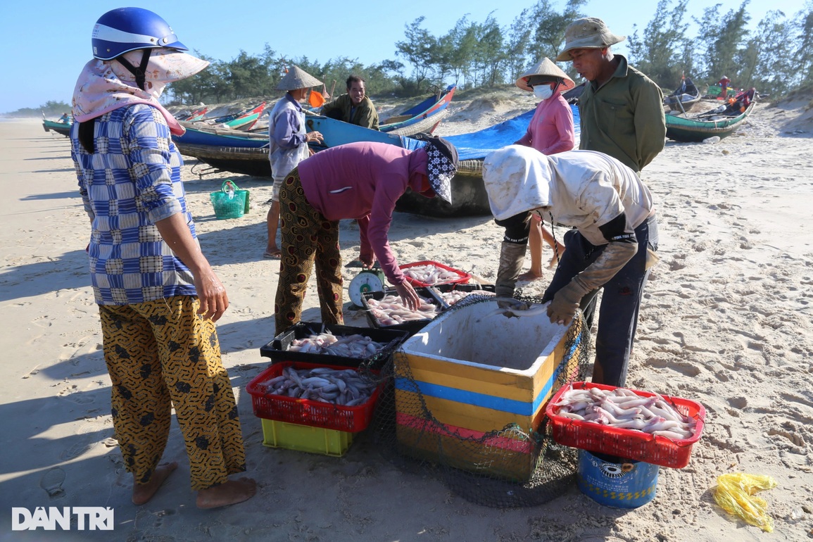 Ra khơi vài giờ, ngư dân trúng loại cá mềm nhũn như cháo thu tiền triệu - 2 Ra khơi vài giờ, ngư dân trúng loại cá mềm nhũn như cháo thu tiền triệu - 2