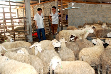 Chàng trai 8X xây dựng mô hình nuôi cừu đầu tiên ở Nghệ An