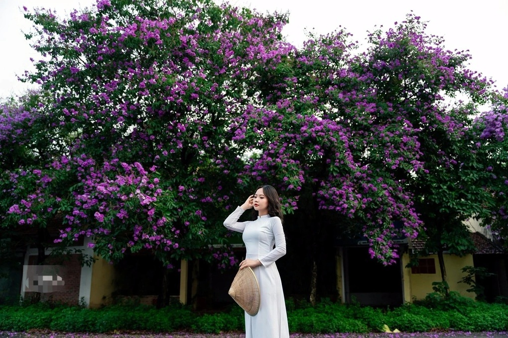 Bỏ túi địa điểm chụp hoa bằng lăng đẹp ở Hà Nội - 3 Bỏ túi địa điểm chụp hoa bằng lăng đẹp ở Hà Nội - 3