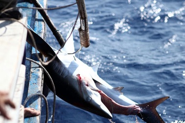 Xem ngư dân miền Trung săn cá mập