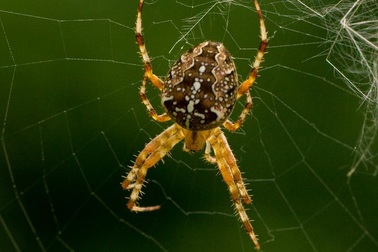 Điều trị đau mạn tính bằng nọc độc nhện