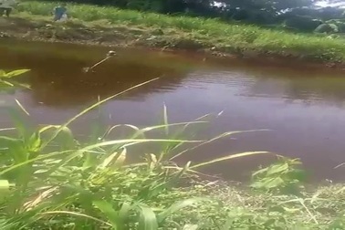 ​Người dân chia sẻ về tình trạng cá chết bất thường ở Quảng Nam.