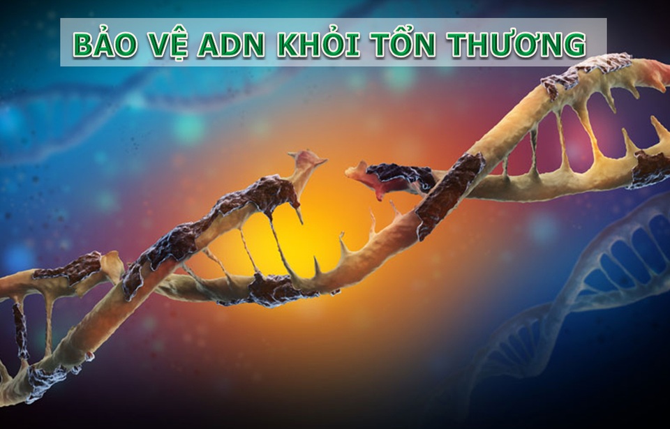 Giải pháp phòng, chống ung thư từ gốc hoàn toàn tự nhiên - 2 Giải pháp phòng, chống ung thư từ gốc hoàn toàn tự nhiên - 2