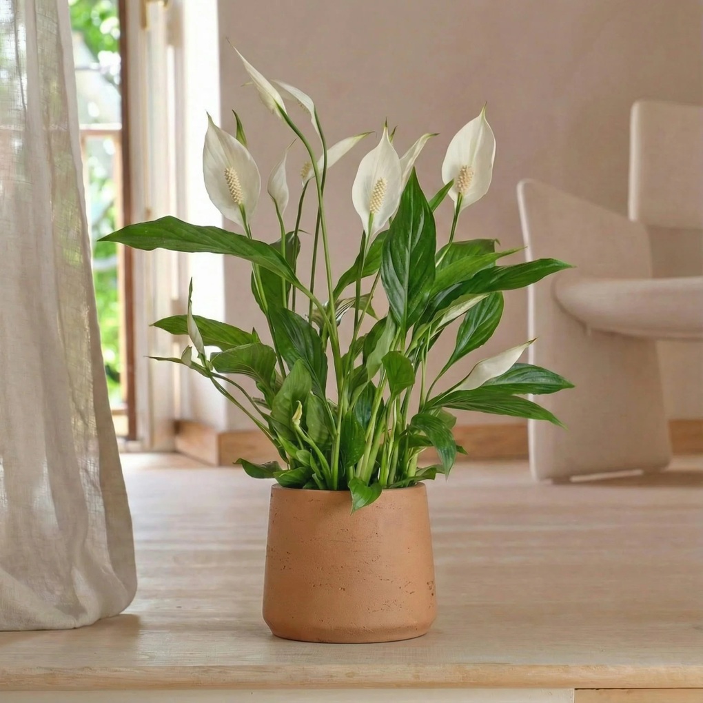 8 loại cây cảnh ra hoa quanh năm, cực dễ chăm, giúp nhà luôn rực rỡ - 2
