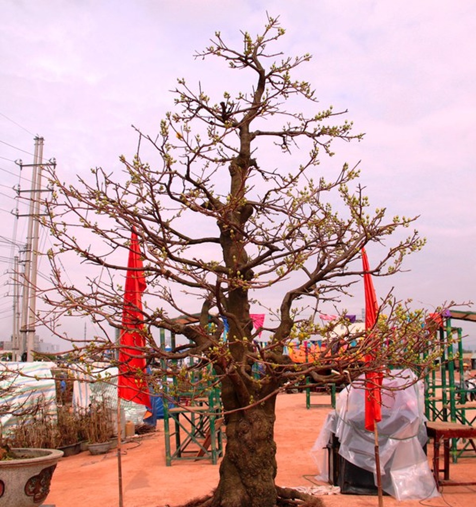 Mãn nhãn với những tuyệt phẩm “đại lão mai” ở Bình Định - 1 Mãn nhãn với những tuyệt phẩm “đại lão mai” ở Bình Định - 1
