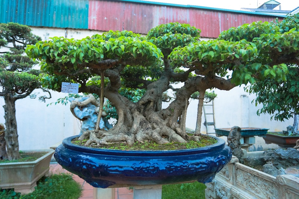 Choáng ngợp khu vườn bạc tỷ của đại gia chơi cây nức tiếng Hà Nội - 9 Choáng ngợp khu vườn bạc tỷ của đại gia chơi cây nức tiếng Hà Nội - 9