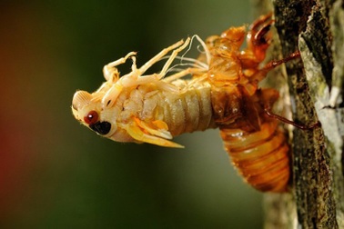 "Đoàn quân" ve sầu sắp tấn công nước Mỹ được hình thành như thế nào?