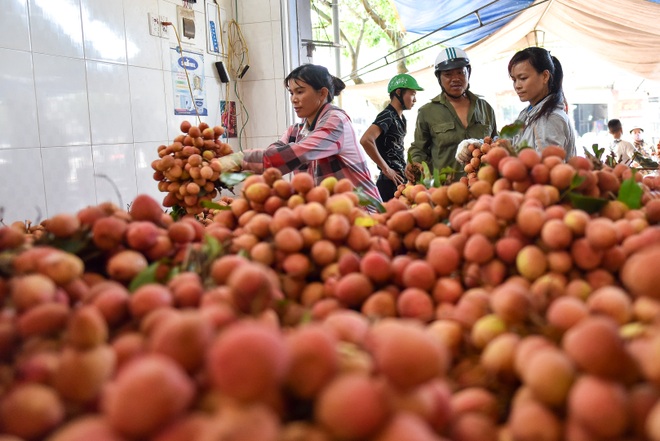 Chợ vải Bắc Giang nhộn nhịp vào mùa - 15 Chợ vải Bắc Giang nhộn nhịp vào mùa - 15