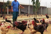 Đã mắt ngắm đàn gà tiền tỷ của lão nông Hà Tĩnh