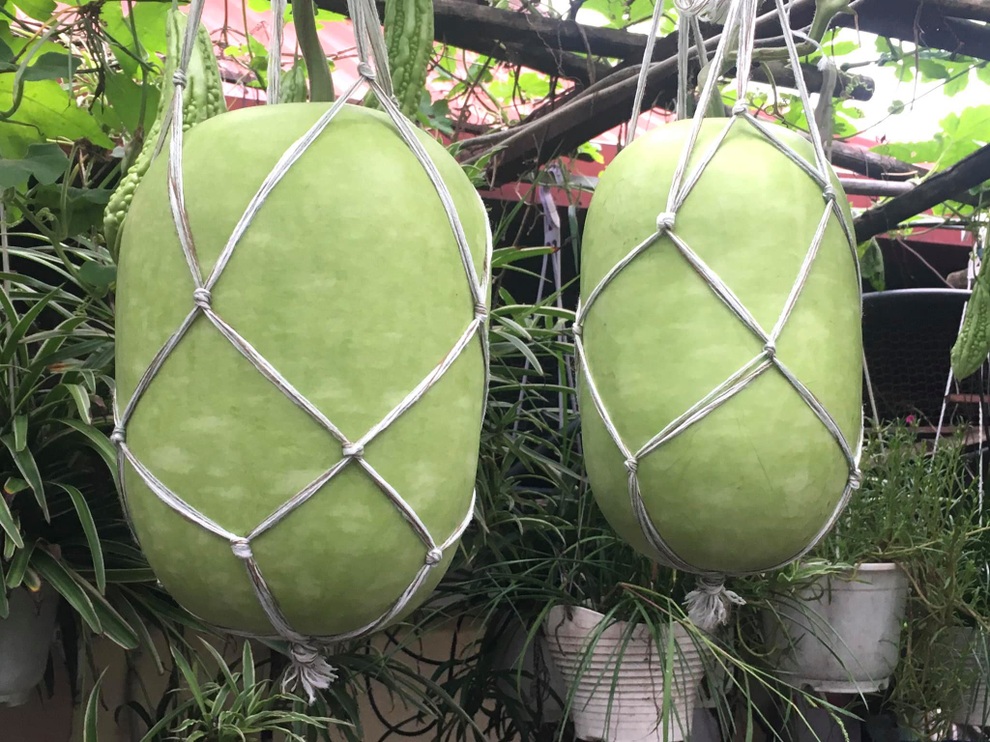 Khu vườn giao mùa toàn trái khủng của bà giáo về hưu ở Hà Nội - 6 Khu vườn giao mùa toàn trái khủng của bà giáo về hưu ở Hà Nội - 6