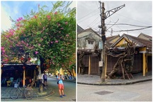 Giàn hoa giấy "sống ảo" ở Hội An trơ trụi sau bão