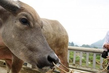 Khám phá "sàn giao dịch" trâu lớn nhất Tây Bắc