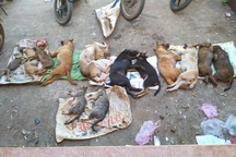 Trắng đêm vây bắt "cẩu tặc", thu 13 con chó mèo bị đánh bả