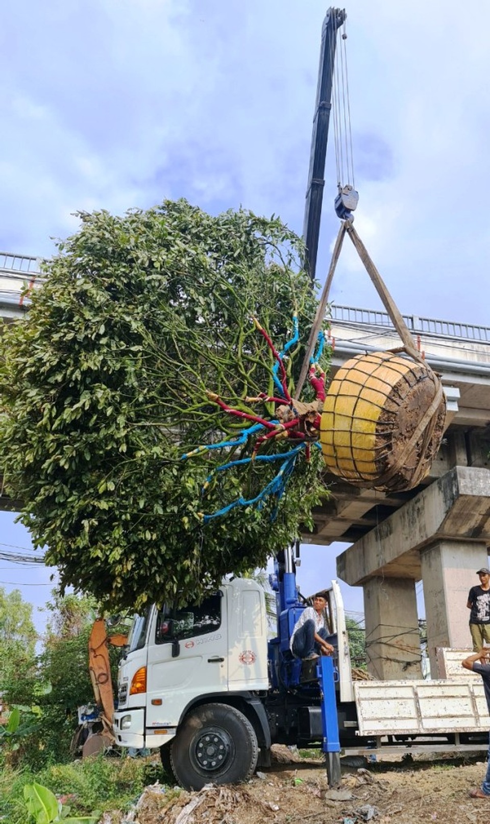 Hoa mắt với cây mai có tán rộng hơn căn nhà 6m, giá 1 tỷ đồng - 1 Hoa mắt với cây mai có tán rộng hơn căn nhà 6m, giá 1 tỷ đồng - 1