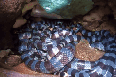 Xôn xao "ổ rắn độc nhất thế giới" ở đảo Phú Quý khiến du khách hoang mang