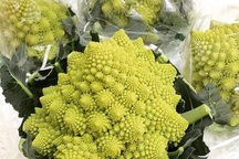 Dán mác hàng Nhật, cây súp lơ giá chát 250 ngàn đồng