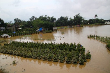 Thủ phủ mai lớn nhất miền Trung “hấp hối” vì lũ