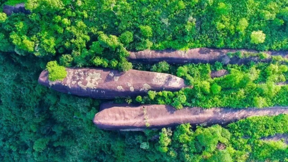 Bất ngờ với cá voi khủng nằm giữa rừng rậm - 1 Bất ngờ với cá voi khủng nằm giữa rừng rậm - 1