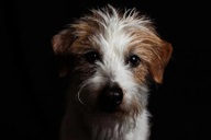 Khoa học chứng minh chủ nuôi hoàn toàn hiểu nhầm về cảm xúc thực sự của chó