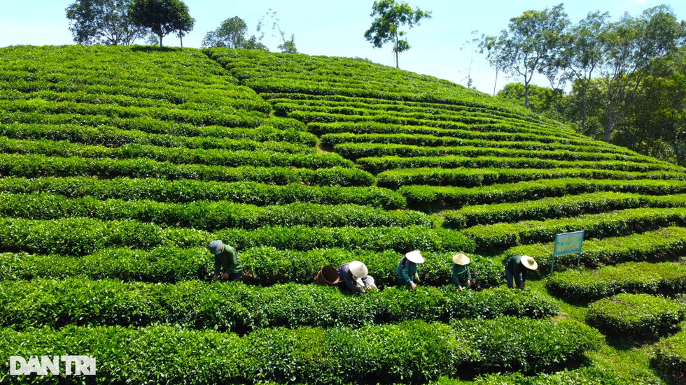 Bỏ phố lên rừng, Giám đốc chân đất bắt đất khó nhả vàng - 5 Bỏ phố lên rừng, Giám đốc chân đất bắt đất khó nhả vàng - 5