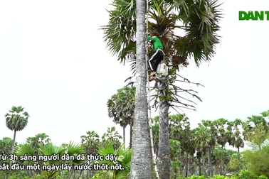 Trèo cây thốt nốt cao hàng chục mét để lấy mật kiếm tiền triệu mỗi ngày