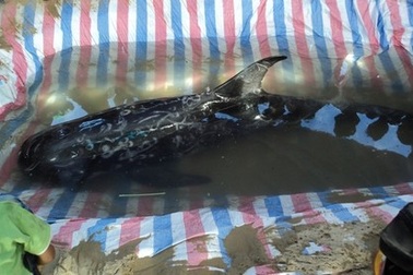 Một con cá voi liên tục dạt vào bờ