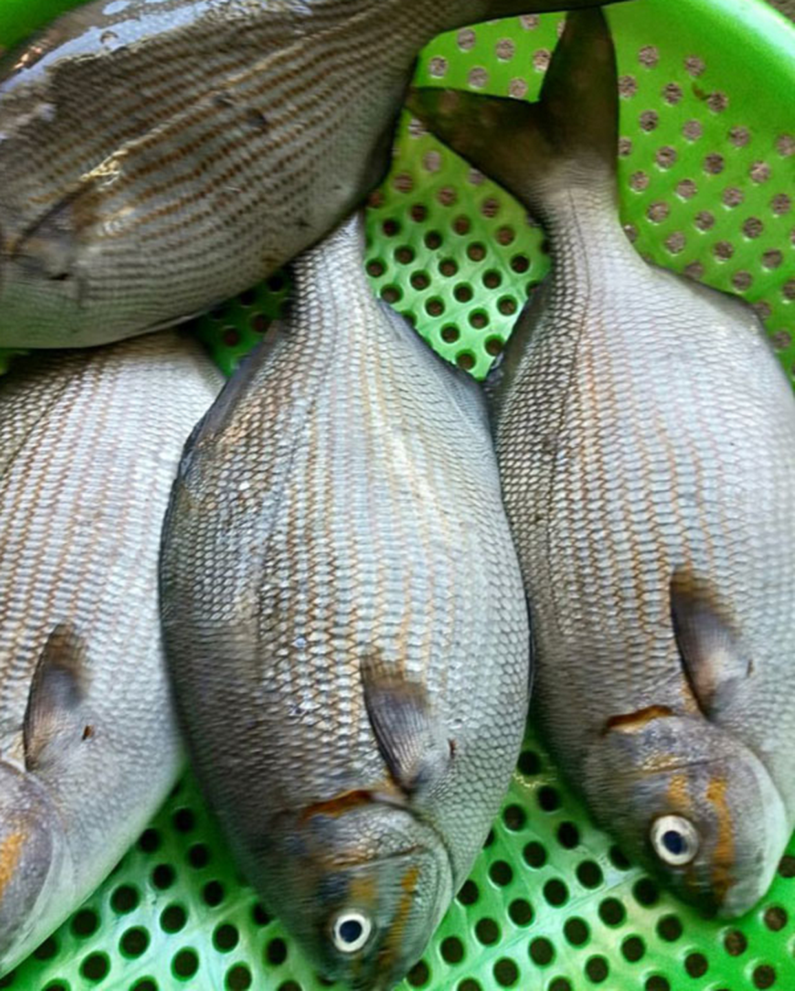 Dụng công săn loài cá tà ma mà giới nhà giàu săn lùng - 6