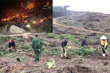 Phủ xanh hơn 35 ha rừng sau vụ cháy rừng kinh hoàng