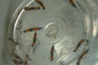 Kiến ba khoang vào “mùa”, nhiều người lo sốt vó