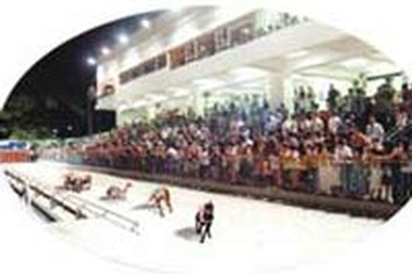 Xem đua chó ở Việt Nam