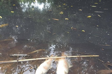 Nhà máy gỗ xả thải làm chết cá, dân kéo lên phản đối