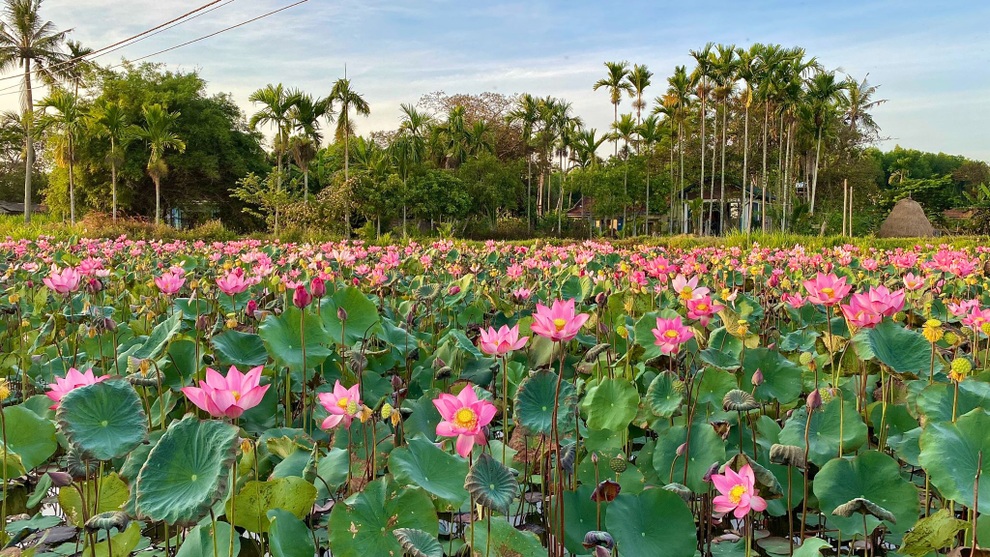 Ngôi nhà xanh mát với ao bạt ngàn sen của chàng kỹ sư - 2