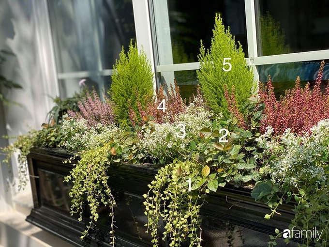 Bí quyết tạo bố cục khi trồng cây để có khu vườn đẹp như châu Âu của người đàn ông yêu thiên nhiên ở Hà Nội - Ảnh 8. Bí quyết tạo bố cục khi trồng cây để có khu vườn đẹp như châu Âu của người đàn ông yêu thiên nhiên ở Hà Nội - Ảnh 8.