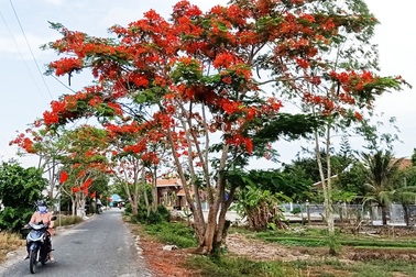 Rực sắc hoa phượng vĩ đường về Đền thờ Bác Hồ những ngày tháng 5