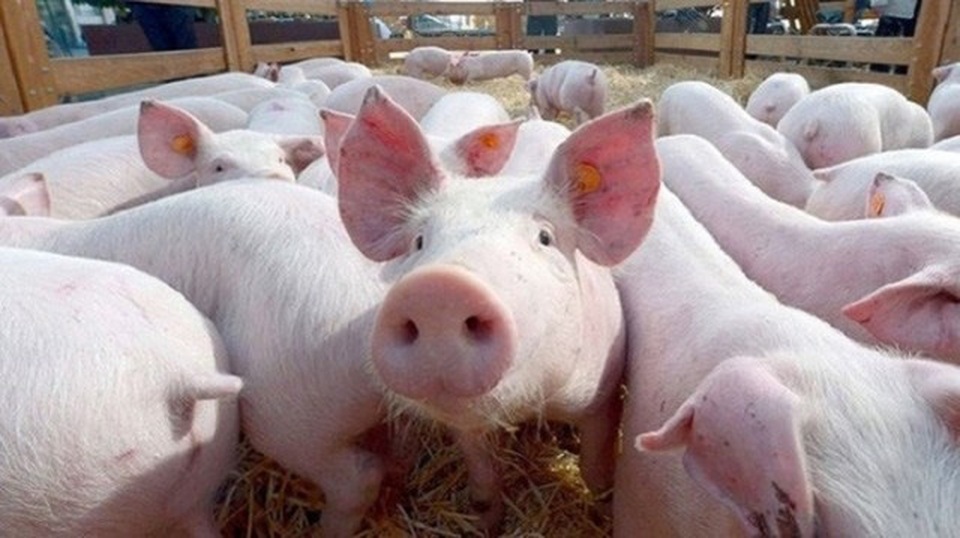 Giá thịt lợn bị thổi lên gần 300.000 đồng/kg, người dân sợ, tiểu thương khóc ròng - 2 Giá thịt lợn bị thổi lên gần 300.000 đồng/kg, người dân sợ, tiểu thương khóc ròng - 2
