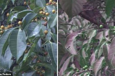 Máy ảnh đặc biệt cho phép con người nhìn mọi vật như… loài chim