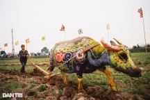 Ngắm nhìn lễ hội đẹp nhất năm con trâu nhưng bị hủy do dịch Covid-19