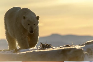 Băng tan khiến gấu trắng Bắc Cực thay đổi chế độ ăn như thế nào?