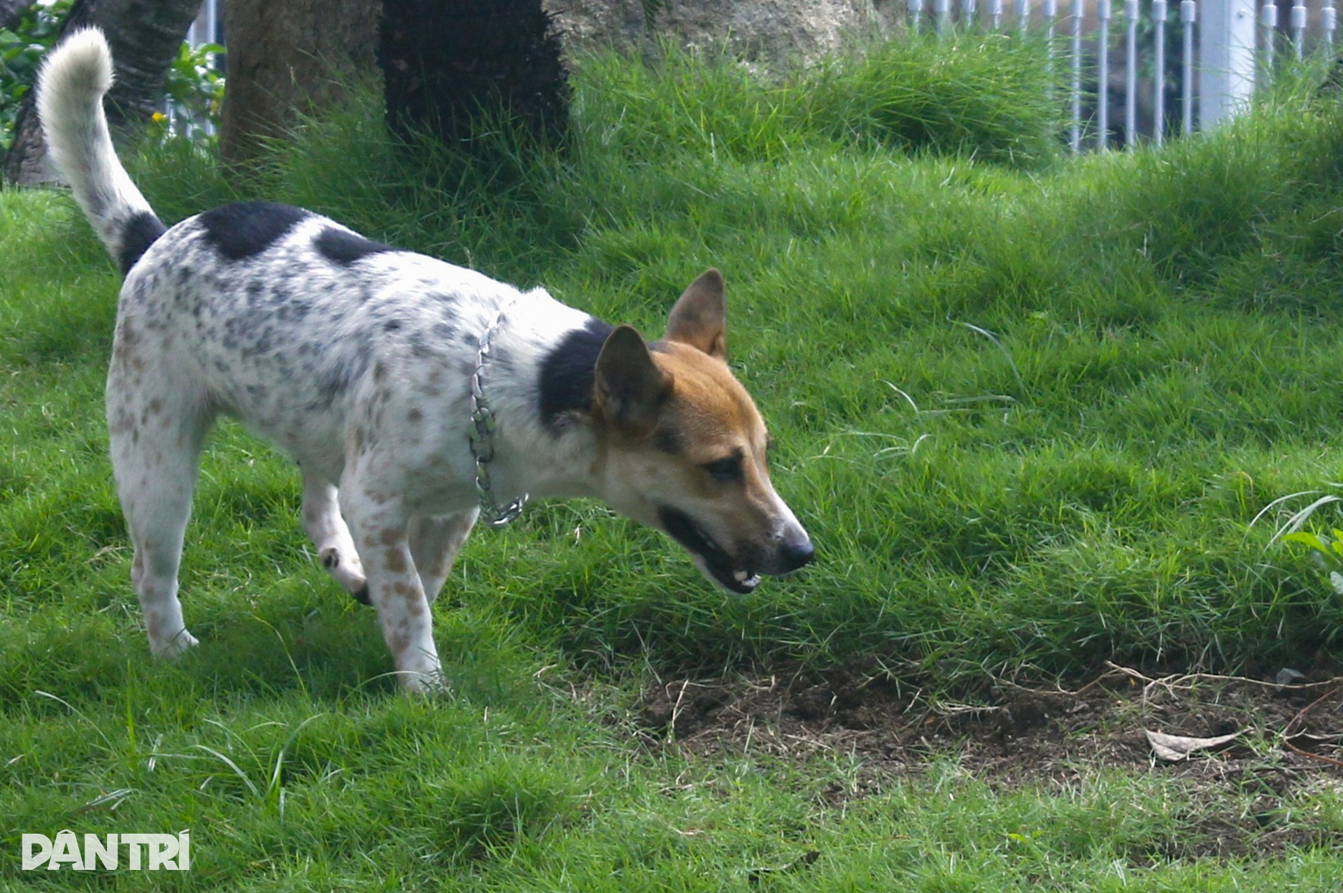 Nỗi ám ảnh từ chó không rọ mõm, phóng uế bừa bãi ở TPHCM - 2