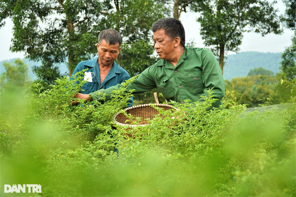 Trồng loại ớt đắt nhất thế giới, ôm lãi hàng trăm triệu đồng - 5 Trồng loại ớt đắt nhất thế giới, ôm lãi hàng trăm triệu đồng - 5