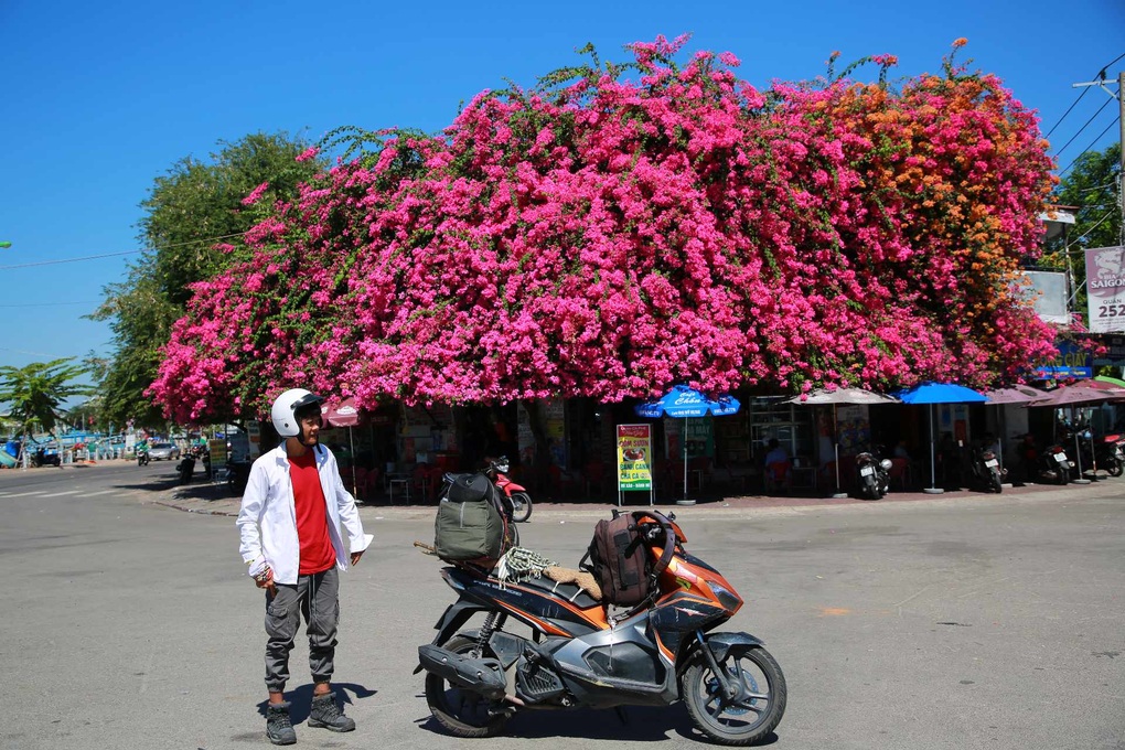 Giàn hoa giấy khổng lồ, phủ kín căn nhà bên bờ sông ở Phan Thiết - 4