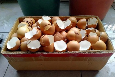 8 Lợi ích bất ngờ từ vỏ trứng các bà nội trợ nên biết
